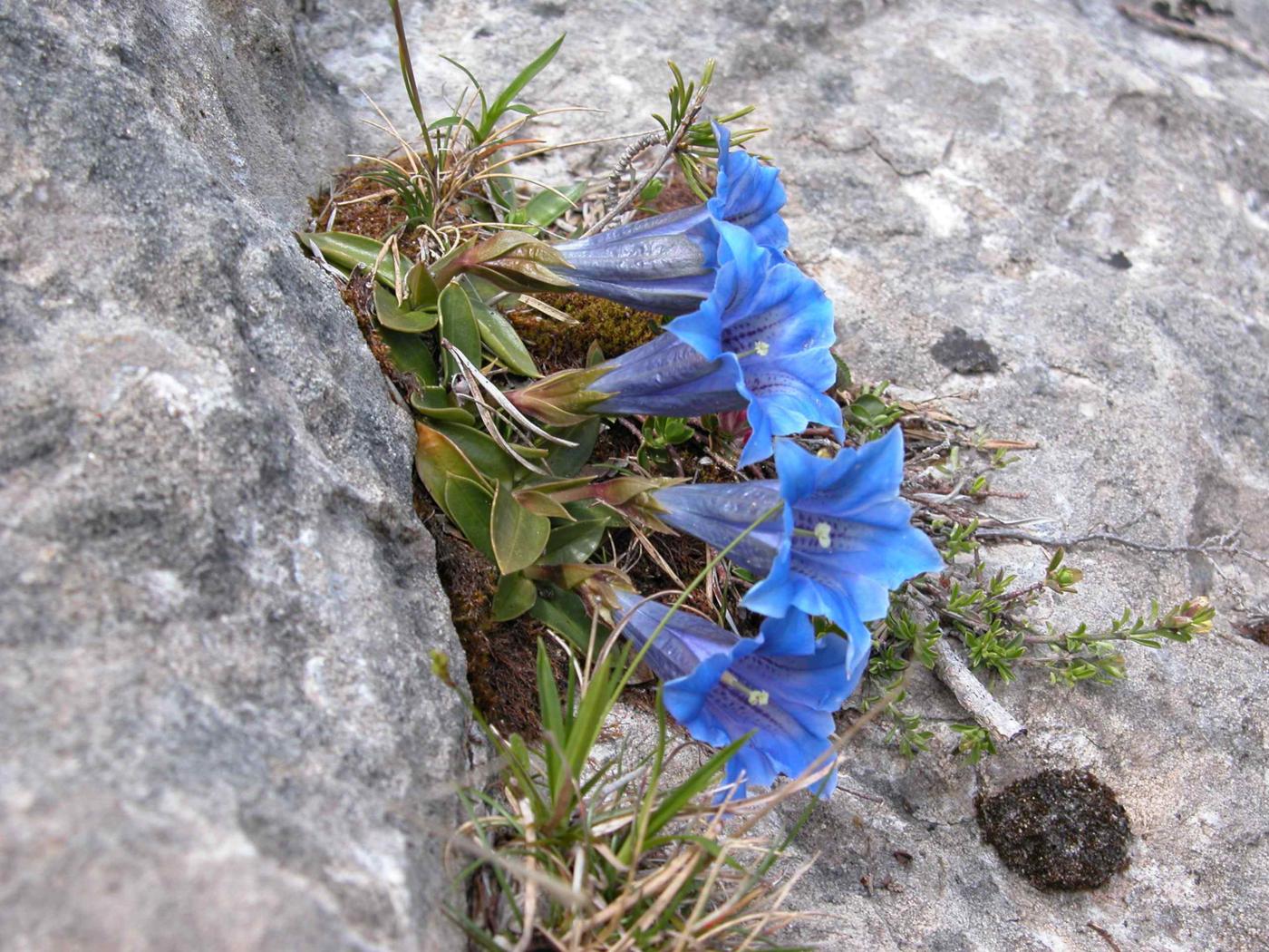Gentian of the Causse plant